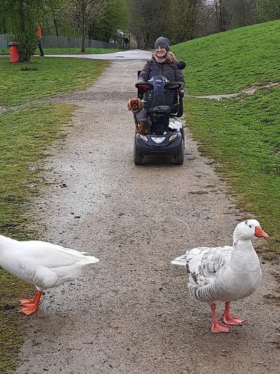 Die Dogorama Wochen Challenge-Beitrag-Bild