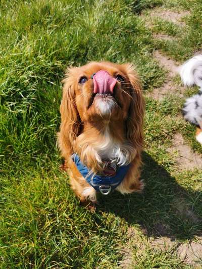 Tongue Out Tuesday-Beitrag-Bild