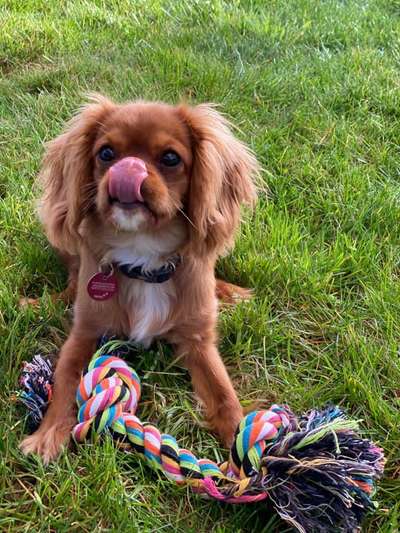 Fotochallenge Nr. 59 - Mein Hund zeigt die Zunge-Beitrag-Bild