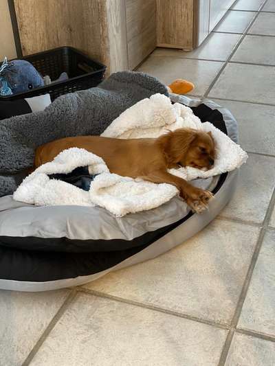 Cavalier King Charles Spaniel?-Beitrag-Bild