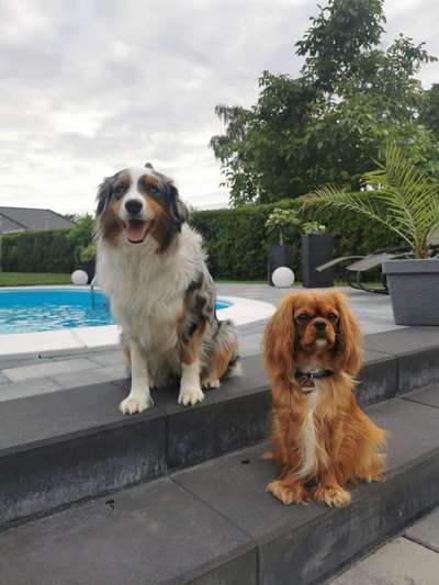 Dogorama Photo Challenge - Gegensätze-Beitrag-Bild