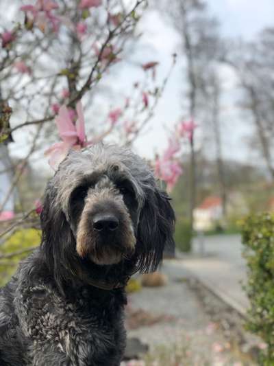 Die Dogorama Monats Challenge "Es grünt und blüht"-Beitrag-Bild