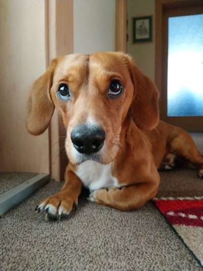 Postet das beste Foto von euren 4 beinern-Beitrag-Bild