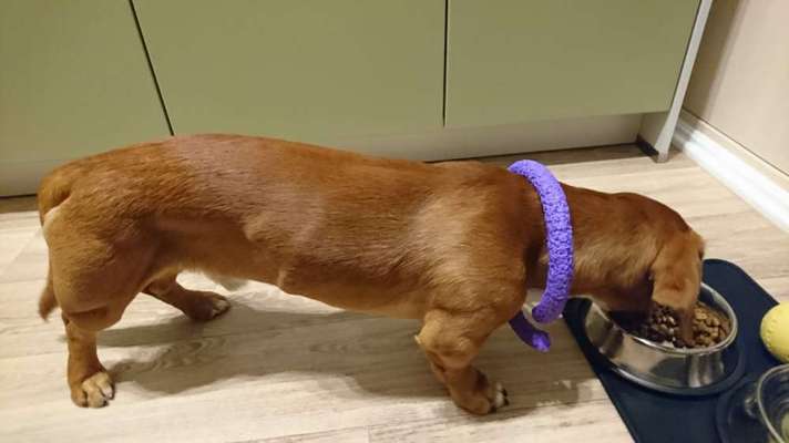 Dogorama Photo Challenge - Tre Chic!-Beitrag-Bild