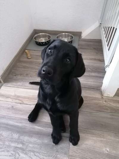 Labradorfans-Beitrag-Bild