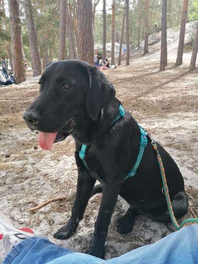 Labradorfans-Beitrag-Bild