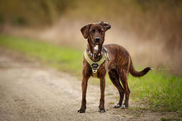 Hundetreffen-Wandern und Training-Bild