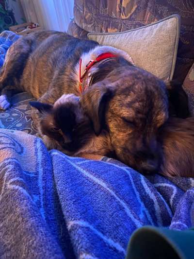 Hunde/Katzenmensch :P-Beitrag-Bild