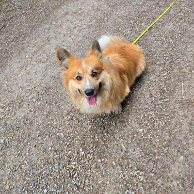 Hundetreffen-Gassirunde-Bild