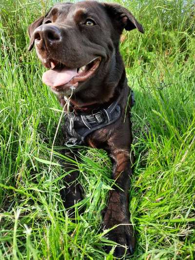 Fotochallenge Nr. 59 - Mein Hund zeigt die Zunge-Beitrag-Bild