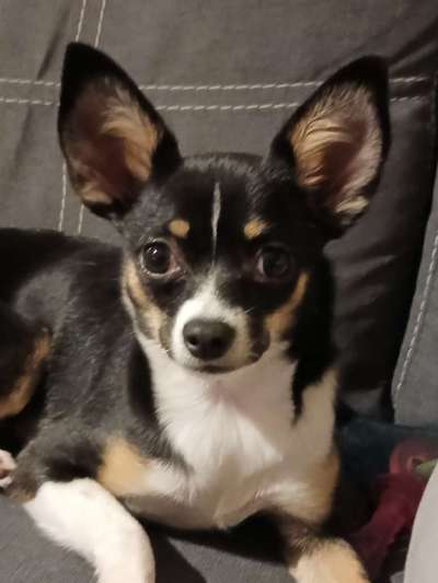 Hundetreffen-Hündin Treffen-Bild