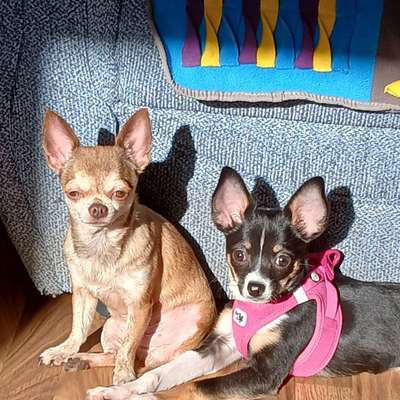 Hundetreffen-Spielgruppe-Bild
