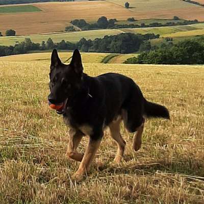 Hundetreffen-Gassi- Spielerunde-Bild