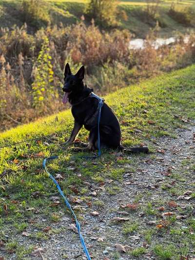 Deutsche Schäferhunde, Belgische Schäferhunde.-Beitrag-Bild