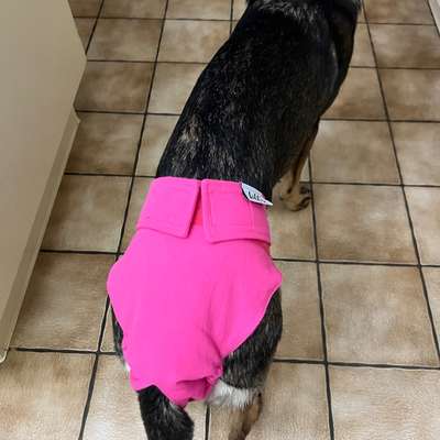 Läufigkeitshöschen?-Beitrag-Bild