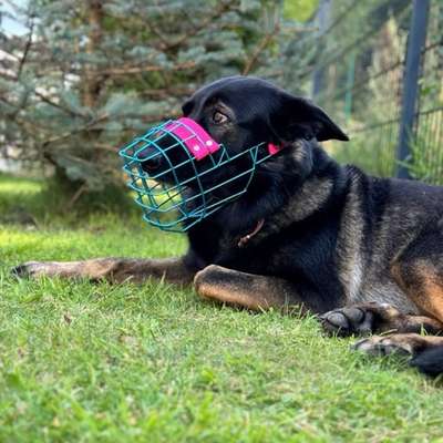 Fancy Maulkörbe-Beitrag-Bild