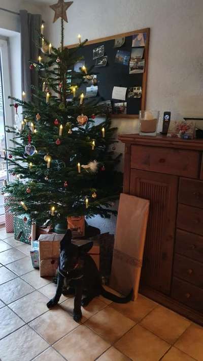 Dogorama Photo Challenge - Weihnachtsbaum-Beitrag-Bild