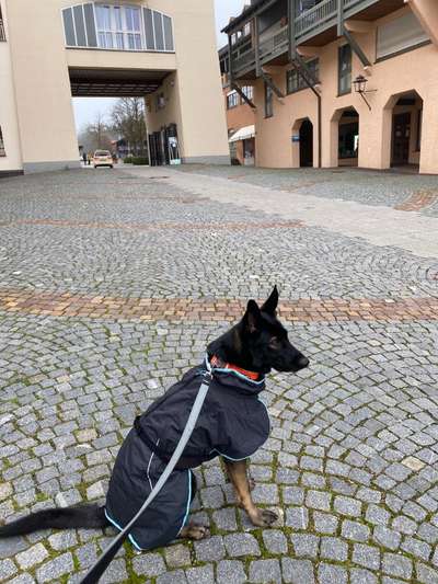 Hundekleidung - Top oder Flop-Beitrag-Bild