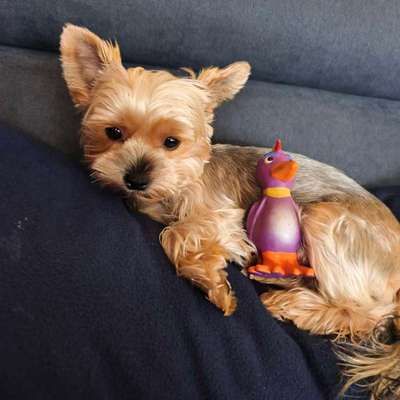 Hundetreffen-Treffen mit anderen kleinen yokies-Bild