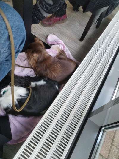 Gehören Hunde ins Restaurant?-Beitrag-Bild