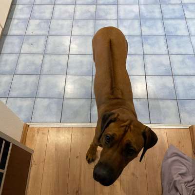 Hundetreffen-Trainingspartner für Hundebegegnungen gesucht