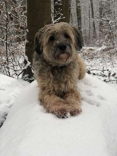 Tibet Terrier-Beitrag-Bild