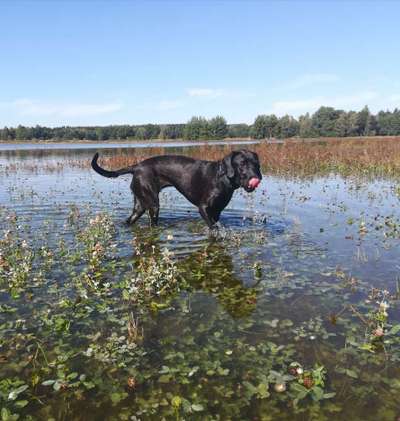 Balu nimmt nicht richtig zu-Beitrag-Bild
