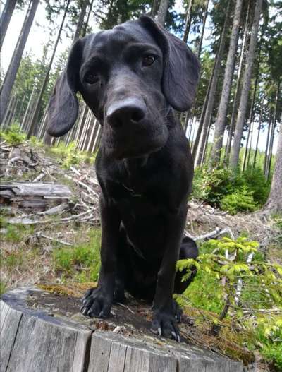 Die Dogorama Kalender Challenge Titelbild-Beitrag-Bild