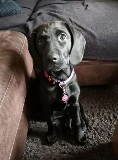 Als Welpen sind sie alle noch süßer-Beitrag-Bild