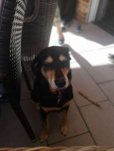 Zeigt eure verrücktesten Hundebilder-Beitrag-Bild