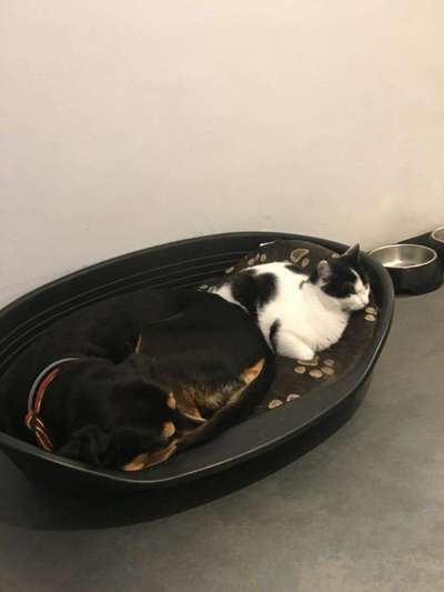 Fotochallenge Nr. 51 "Euer Hund mit anderen Tieren"-Beitrag-Bild