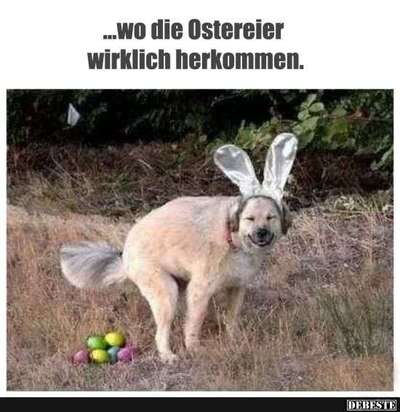 Hunde Memes-Beitrag-Bild