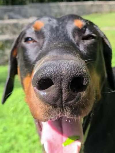 Zeigt her eure Hundenasen-Beitrag-Bild