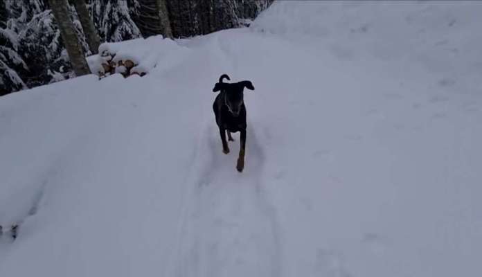 Zeigt die schönsten Schneebilder von eurer Fellnase ❄️-Beitrag-Bild