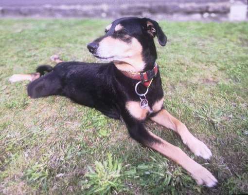 Wie "jung" haben sich eure Hunde gehalten ?-Beitrag-Bild