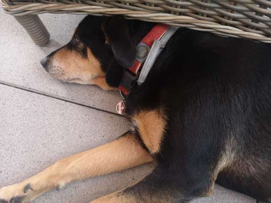 Appenzeller Sennenhunde-Beitrag-Bild