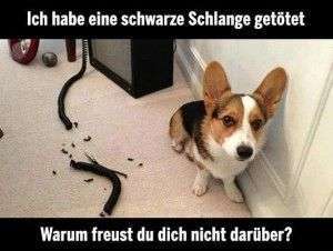 Hunde Memes-Beitrag-Bild