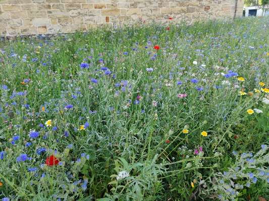Die wunderschöne Welt mit Hund.-Beitrag-Bild