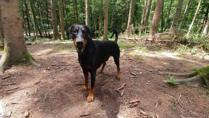 Fotochallenge No. 26                                     Wald und Wiese-Beitrag-Bild