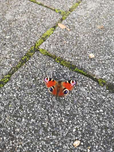 Die wunderschöne Welt mit Hund.-Beitrag-Bild