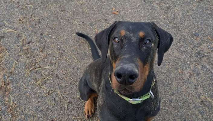 Kupierte Dobermänner-Beitrag-Bild