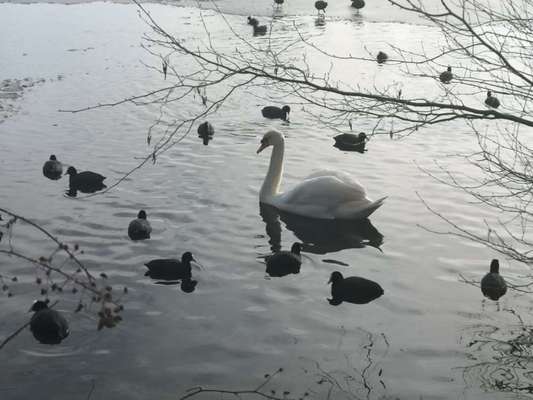 Die wunderschöne Welt mit Hund.-Beitrag-Bild