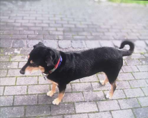 Weitere Große Schweizer Sennenhunde (oder andere große Rassen) hier?-Beitrag-Bild