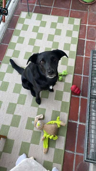 Hundetreffen-Spazieren gehen und spielen-Bild