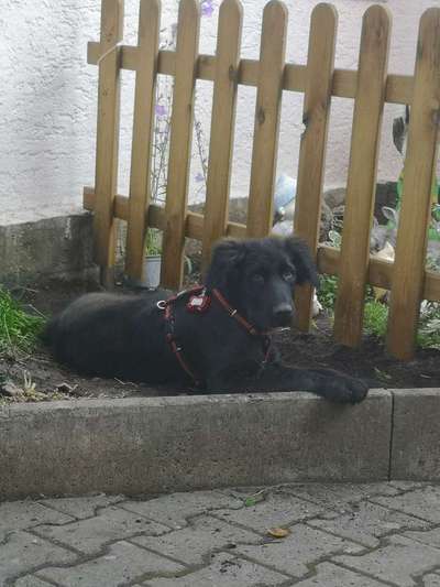 Die Dogorama Kalender Challenge 4/4-Beitrag-Bild