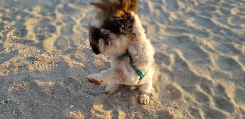 Dogorama Blog Challenge: Hundetricks-Beitrag-Bild