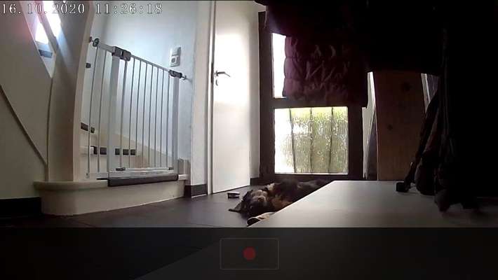 Wie lange sollte ein Hund alleine bleiben?-Beitrag-Bild