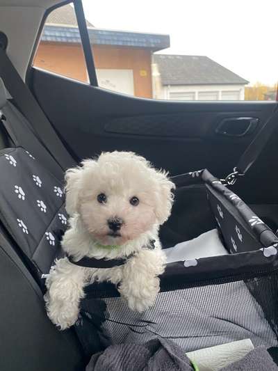 Dogorama Photo Challenge - Hundeblick zum hinschmelzen-Beitrag-Bild