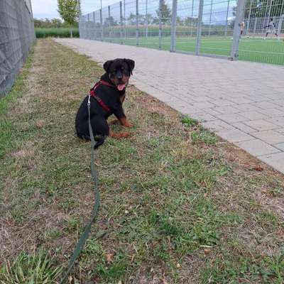 Hundetreffen-Welpen-und-Junghunde Treff-Bild