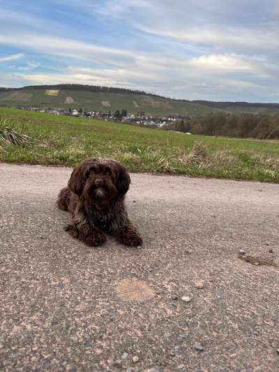 Hundetreffen-Treffen mit kleinen Hunden-Bild